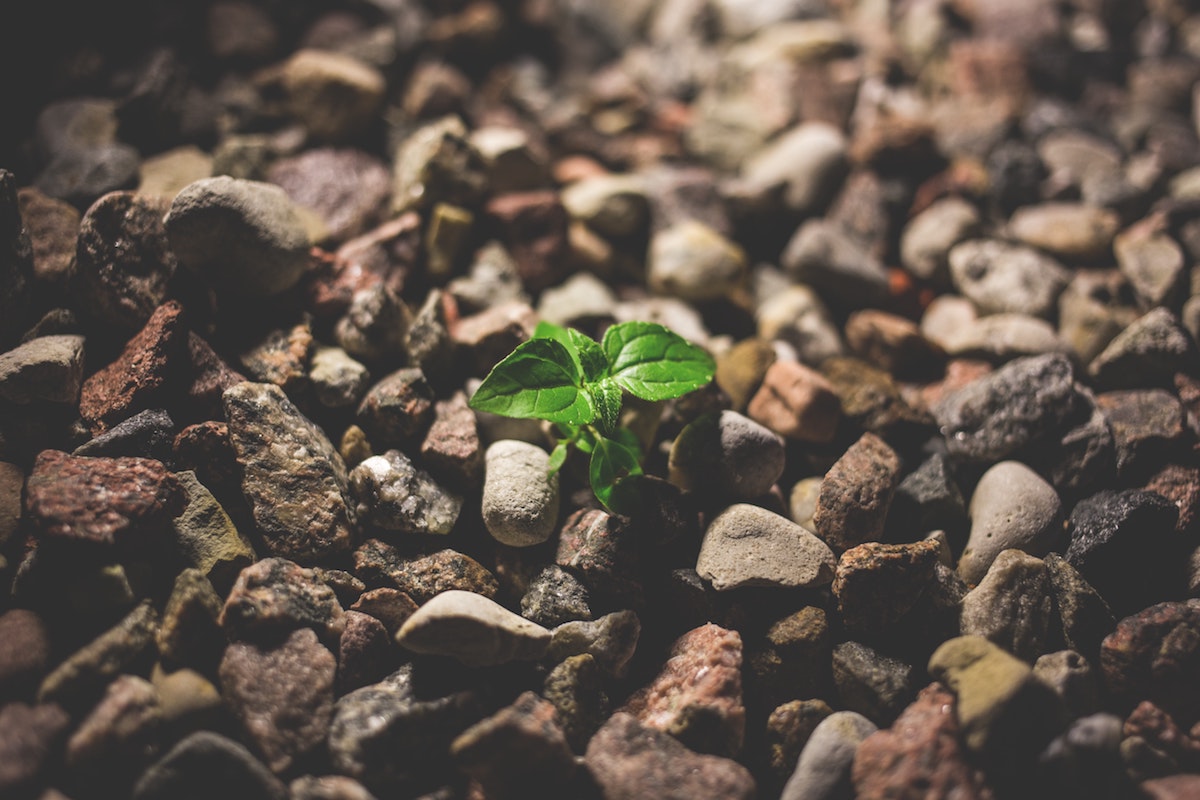 A photograph a plant sprouting in gravel by freestocks.org via Pexels