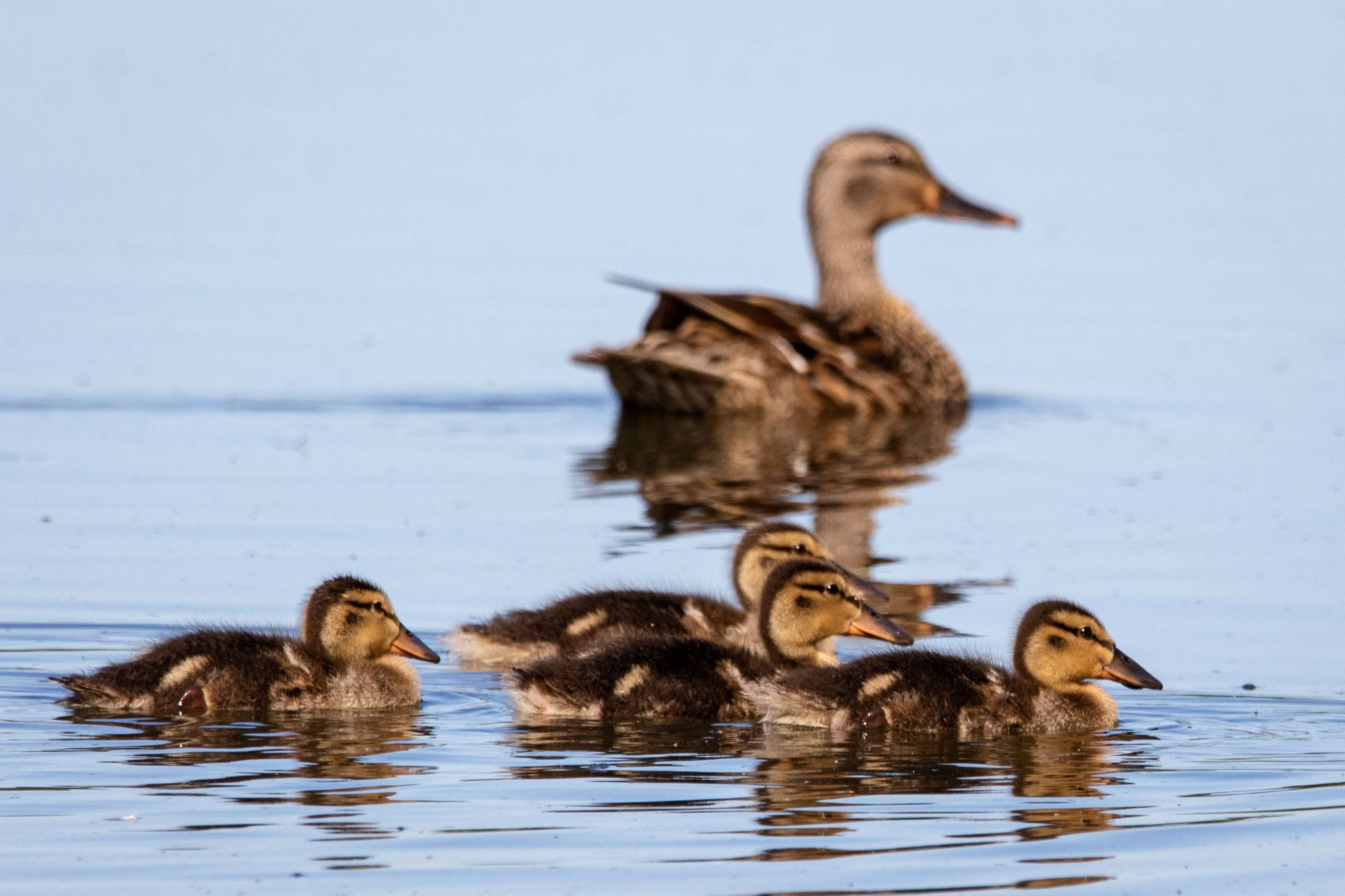 duckling stage