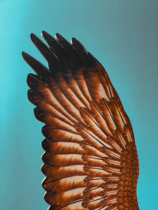 eagle wing